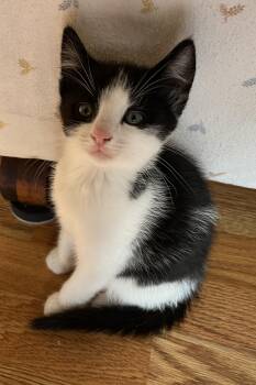 Thomas -  Domestic Short Hair Cat for Adoption in Tomah, Wisconsin - Thomas | PetCurious