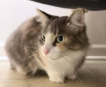 Cookie -  Dilute Calico Cat for Adoption in Camarillo, California - Cookie | PetCurious