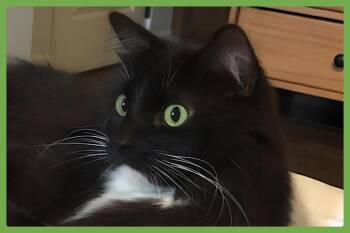 Domestic Long Hair Cats Available for Adoption in Amherst, Massachusetts - Book | PetCurious