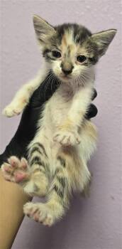 61606743 -  Domestic Short Hair Cat for Adoption in El Paso, Texas - 61606743 | PetCurious