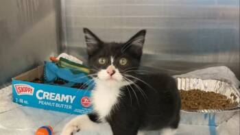 Rescue Domestic Short Hair Cats for Adoption in Fremont, California - SUBBIES | PetCurious
