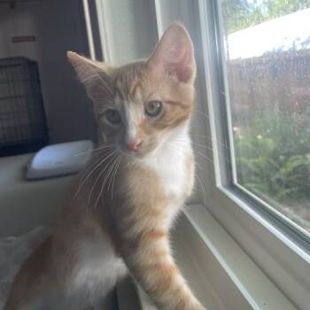 Hickory -  Domestic Short Hair Cat for Adoption in Lakewood, Colorado - Hickory | PetCurious
