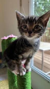 Johnny Dogs -  Domestic Short Hair Cat for Adoption in Portland, Oregon - Johnny Dogs | PetCurious