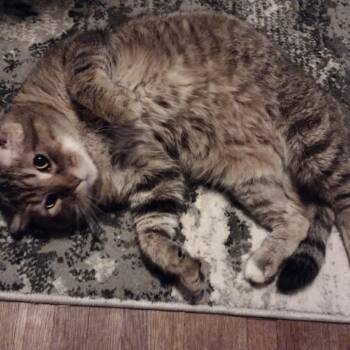 Rescue Domestic Short Hair Cats for Adoption in Winchester, Virginia - Charlie | PetCurious