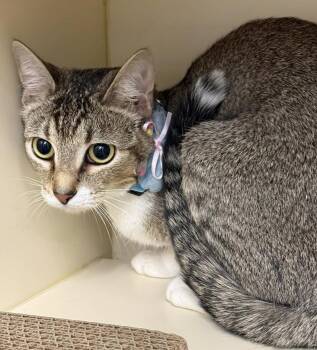 Tabby Cats Available for Adoption - GiGi | PetCurious