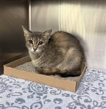 A186514 -  Domestic Short Hair Cat for Adoption in Pasadena, Texas - A186514 | PetCurious