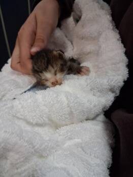 Domestic Short Hair Cats Available for Adoption in Brownwood, Texas - Wump | PetCurious