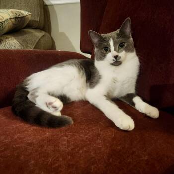 Rescue Domestic Short Hair Cats for Adoption in Bethel, Connecticut - Chessy | PetCurious