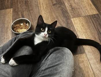 Domestic Short Hair Cats Available for Adoption in San Jacinto, California - Reaper | PetCurious