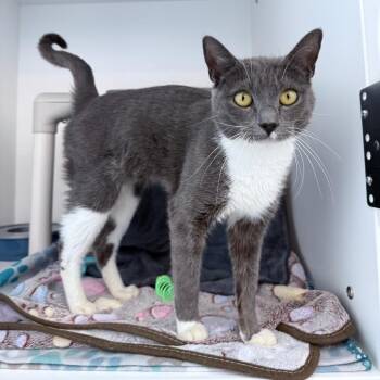 Domestic Short Hair Cats Available for Adoption - Neytiri | PetCurious