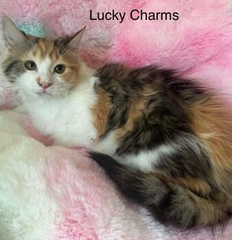 Domestic Long Hair and Calico Cats Available for Adoption - Lucky Charms | PetCurious
