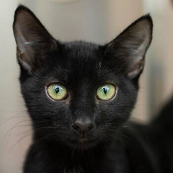 Elliot -  Domestic Short Hair Cat for Adoption in Middletown, Rhode Island - Elliot | PetCurious