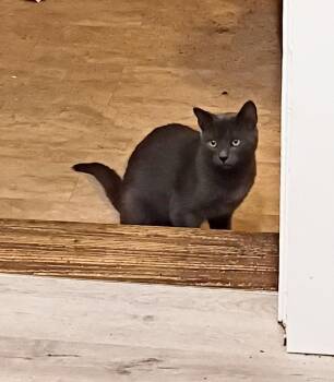 Russian Blue and Domestic Short Hair Cats Available for Adoption in Hendersonville, Tennessee - Ninja - Shy & Playful | PetCurious
