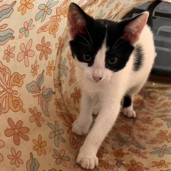 Ponyo -  Domestic Short Hair Cat for Adoption in Vallejo, California - Ponyo | PetCurious