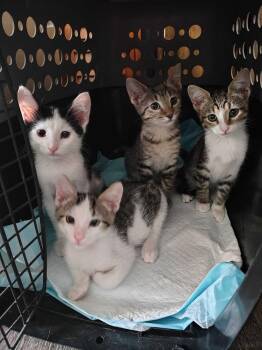 Pixel -  Domestic Short Hair Cat for Adoption in Topeka, Kansas - Pixel | PetCurious