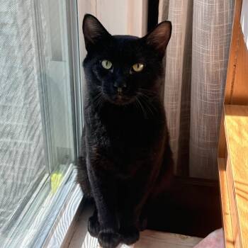Zeus -  Domestic Short Hair Cat for Adoption in Medford, Massachusetts - Zeus | PetCurious