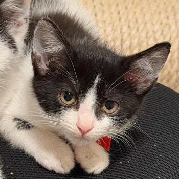Mr Red -  Domestic Short Hair Cat for Adoption in Georgetown, Kentucky - Mr Red | PetCurious