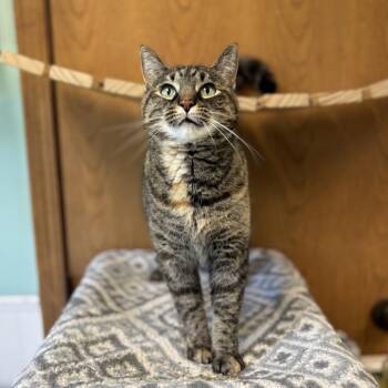 Painted Lady -  Domestic Short Hair Cat for Adoption in Fargo, North Dakota - Painted Lady | PetCurious
