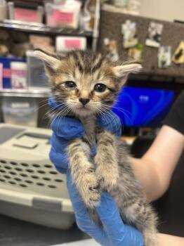 Clark -  Domestic Short Hair Cat for Adoption in Fruit Heights, Utah - Clark | PetCurious