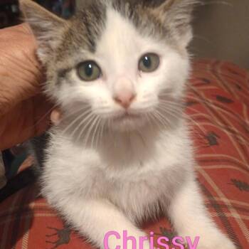 Chrissy(Snow) -  Domestic Short Hair Cat for Adoption in Grand Rapids, Minnesota - Chrissy(Snow) | PetCurious