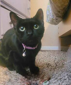 Rescue Domestic Short Hair Cats for Adoption in Vancouver, Washington - Vee | PetCurious