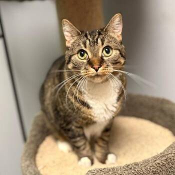 Luna Lovegood -  Domestic Short Hair Cat for Adoption in Fargo, North Dakota - Luna Lovegood | PetCurious