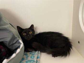 BEETLE -  Domestic Medium Hair Cat for Adoption in Sugar Land, Texas - BEETLE | PetCurious