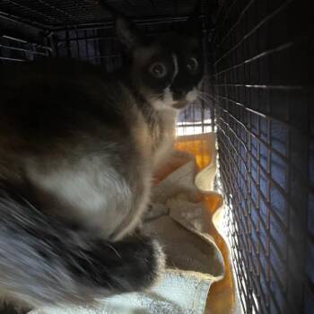 Monique -  Siamese Cat for Adoption in Des Moines, Iowa - Monique | PetCurious