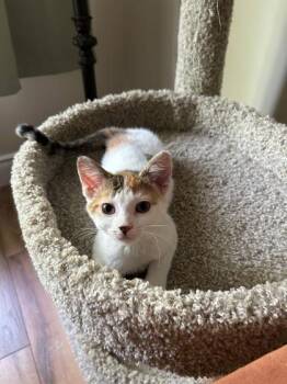 Puddlezwader -  Domestic Short Hair Cat for Adoption in Simcoe, Ontario - Puddlezwader | PetCurious