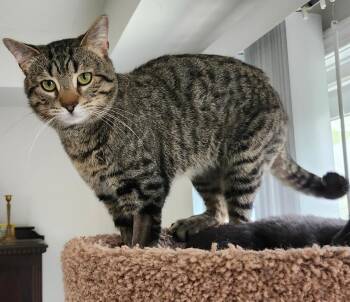 Louis -  Tabby Cat Available for Adoption in Hamilton, Ontario - Louis | PetCurious