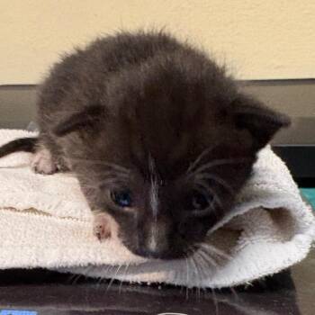 Inky -  Domestic Short Hair Cat for Adoption in Pasadena, California - Inky | PetCurious