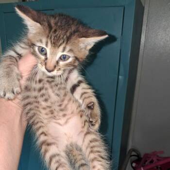 Chekov -  Domestic Short Hair Cat for Adoption in Fayetteville, Arkansas - Chekov | PetCurious
