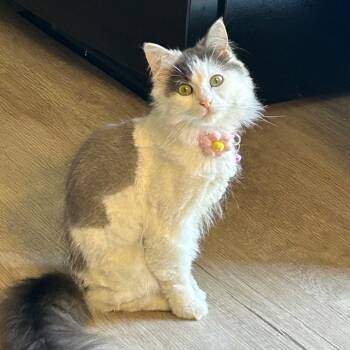 Domestic Medium Hair Cats Available for Adoption in Schnecksville, Pennsylvania - SNUGGLES | PetCurious