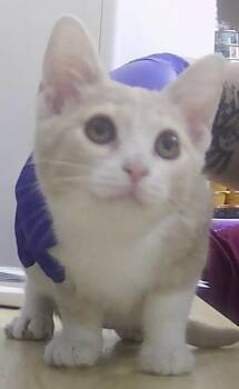 Torque -  Domestic Short Hair Cat for Adoption in Dayton, Minnesota - Torque | PetCurious