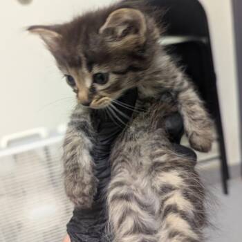 Rainbow Road -  Domestic Short Hair Cat for Adoption in Charlottesville, Virginia - Rainbow Road | PetCurious