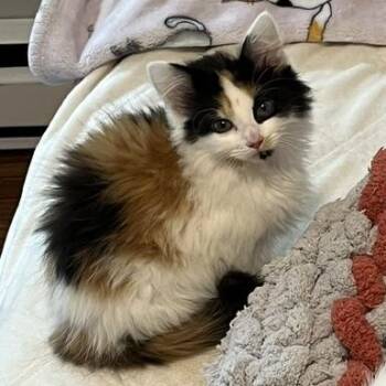 Eloise GORGEOUS -  Norwegian Forest Cat and Calico Cat for Adoption in Bethel, Connecticut - Eloise GORGEOUS | PetCurious