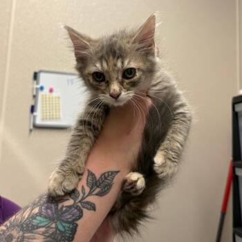 Littlest Pet Shop -  Domestic Medium Hair Cat for Adoption in Morganton, North Carolina - Littlest Pet Shop | PetCurious