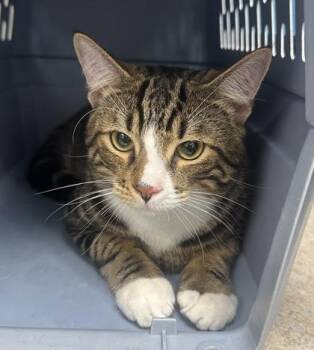 Trail Blazer -  Domestic Short Hair Cat for Adoption in Palm Coast, Florida - Trail Blazer | PetCurious