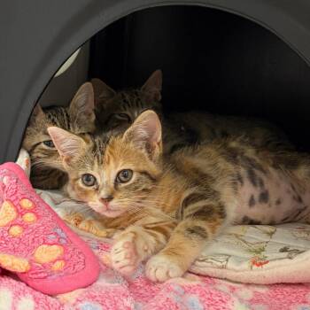 Tygra -  Domestic Short Hair Cat for Adoption in Nashville, Tennessee - Tygra | PetCurious