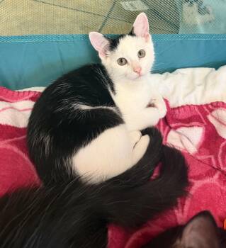 Moro -  Domestic Short Hair Cat for Adoption in Hudson, New York - Moro | PetCurious