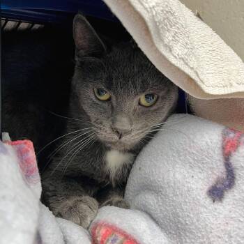 Domestic Short Hair Cats Available for Adoption - Nutter | PetCurious