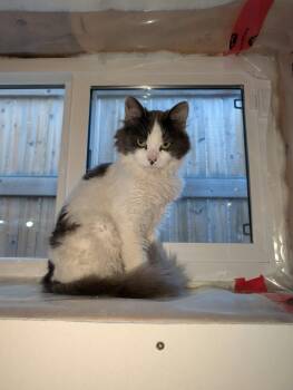 Grayson -  Domestic Long Hair Cat for Adoption in Edmonton, Alberta - Grayson | PetCurious