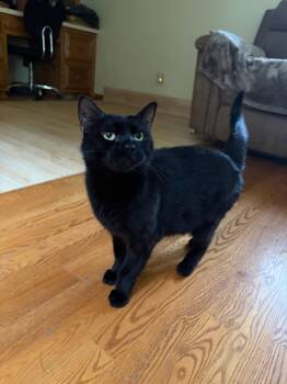 Mia -  Bombay and Domestic Short Hair Cat for Adoption in Orland Park, Illinois - Mia | PetCurious