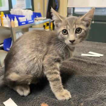 Rambutan -  Domestic Short Hair Cat for Adoption in Pasadena, California - Rambutan | PetCurious