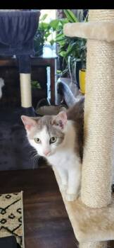 Domestic Short Hair Cats Available for Adoption in Grand Rapids, Michigan - Wesley | PetCurious