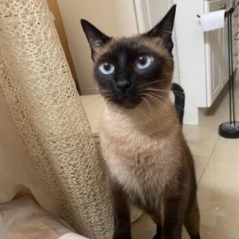 Rescue Siamese and Tortoiseshell Cats for Adoption in Miami, Florida - Harlee And Marlee | PetCurious