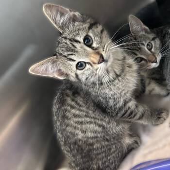 Portobello -  Domestic Short Hair Cat for Adoption in Davenport, Iowa - Portobello | PetCurious