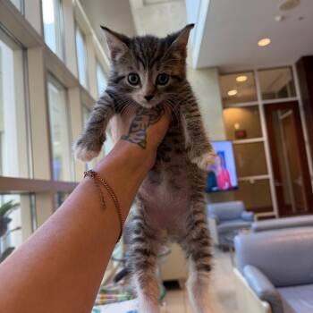 Domestic Short Hair Cats Available for Adoption in Port Richey, Florida - ViVi "Vincent" | PetCurious
