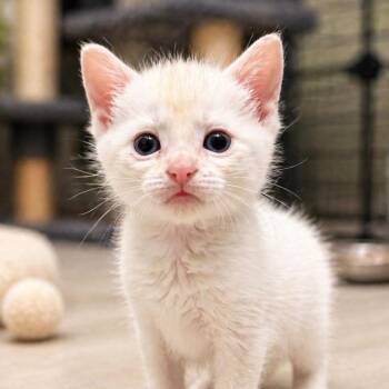 Siamese Cats Available for Adoption in Concord, North Carolina - Rose | PetCurious