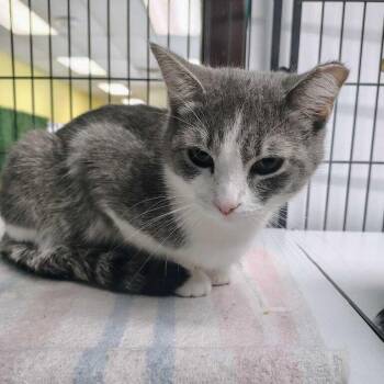 Kirby Jordan -  Domestic Short Hair Cat for Adoption in Davenport, Iowa - Kirby Jordan | PetCurious